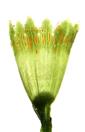  Peduncle bearing involucre